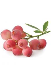 Ameriška borovnica Pink Berry