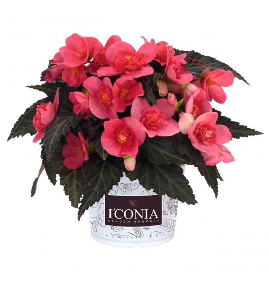 Begonia hybrids I´CONIA First Kiss Hot Pink Ø12