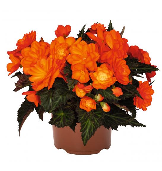 Begonia hybrids I´CONIA Bacio Orange Ø12