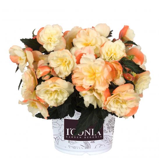 Begonia hybrids I´CONIA Aroma Peach Ø12