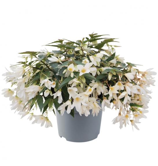 Begonia Boliviensis Beauvilia White Ø12