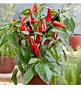 Paprika Mamba Sweet Red F1