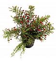 Grevillea Winter Wonder