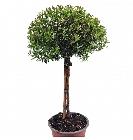 Myrtus communis; Ø14