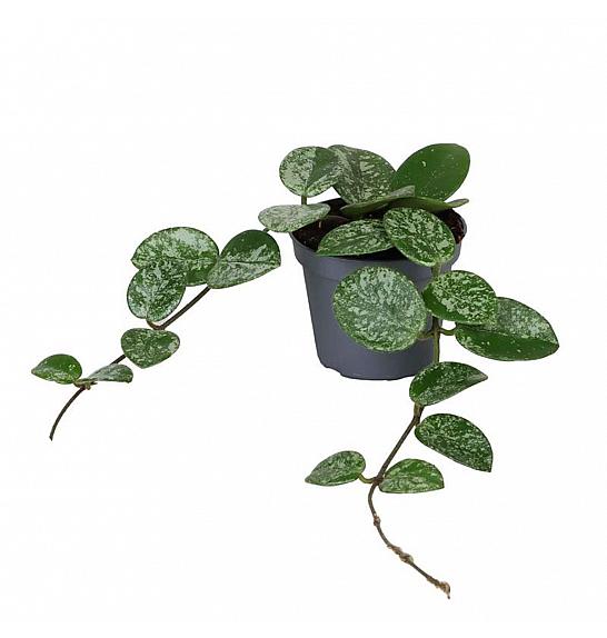 Hoya Mathilde splash Ø6