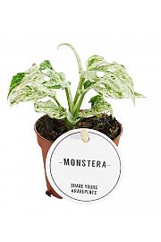 Monstera Frozen Freckles 
