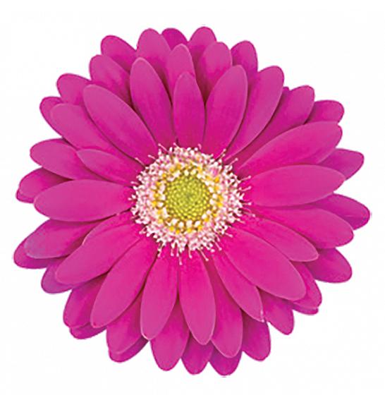 Gerbera Sunshapers Ø13 lila