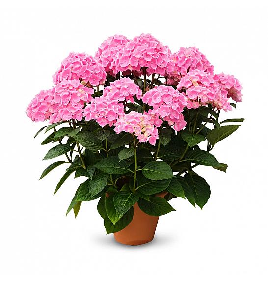 Hydrangea macr. Ankong C3 Lit. 20-30 cm