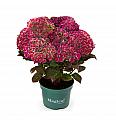 Hortenzija Magical Amethyst Red 