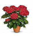 Hortenzija Firewings Red 