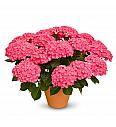Hortenzija Naos Pink