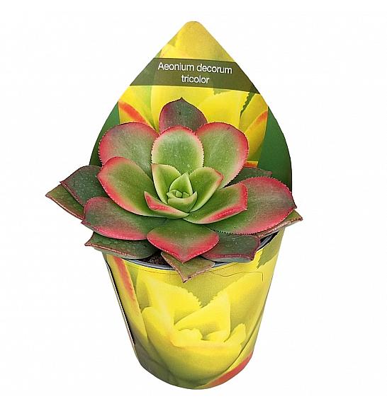 Aeonium Decorum Tricolor Ø5,5 cm