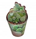 Adromischus Herrei Green - Sagomata