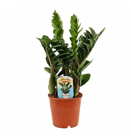 Zamioculcas zamiifolia Zenzi; Ø14 cm