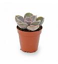 Echeveria Perle von Nurnberg