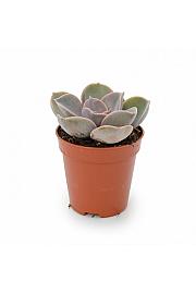 Echeveria Perle von Nurnberg