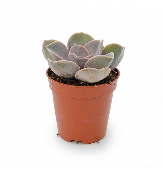 SUKULENTE Echeveria Perle von Nurnberg; Ø5.5 cm