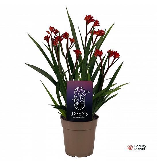 Anigozanthos Beauty Red; o12cm