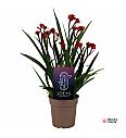 Kangaroo Paw Plant Beauty Red