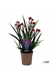 Kangaroo Paw Plant Beauty Red