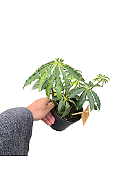 Anthurium Polyschistum