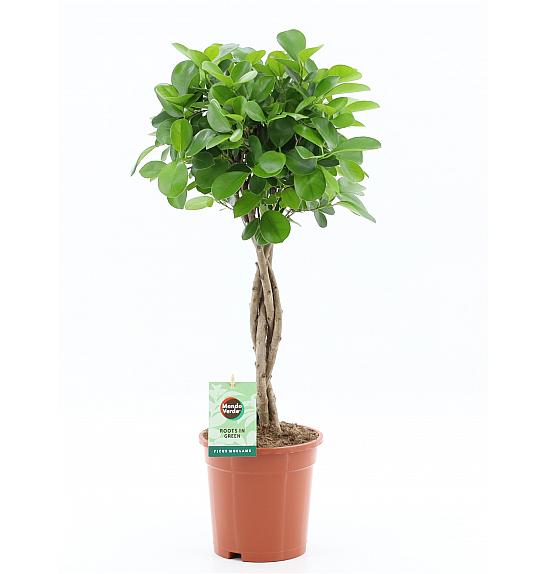 Ficus microcarpa Moclame; Ø23 cm