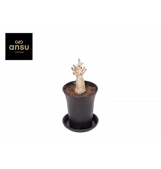 Adenium Ansu Baobab; Ø7,5 cm
