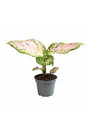 Aglaonema Red Valentine