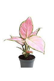 Aglaonema Pinky Promise