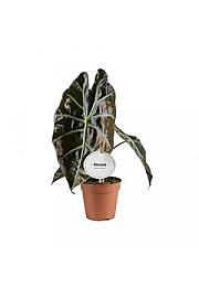 Alokazija Red Petiole