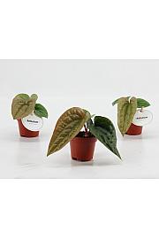 Anthurium Luxurians x Radicans - S