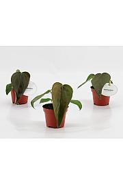 Anthurium Queen of Hearts