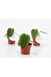 King Anthurium - S