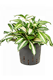 Dracaena Milky Way
