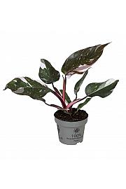 Filodendron Red Anderson