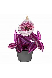 Tradeskancija Pink Paradise