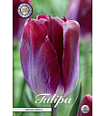 Čebulice tulipanov Triumph Kansas Proud 