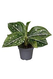 Aglaonema Toms Pride