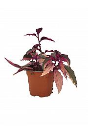 Gynura Purple Passion variegata
