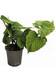Filodendron Fibraecataphyllom