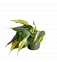 Filodendron Silver Stripe