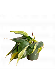 Filodendron Silver Stripe