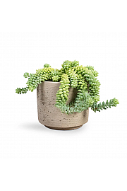 Burro's tail