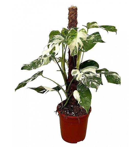 Monstera variegata; Ø17 cm
