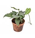 Monstera Siltepecana