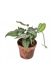 Monstera Siltepecana