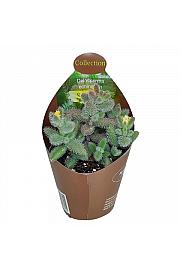 Pickle plant S