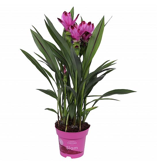 CURCUMA; Ø14
