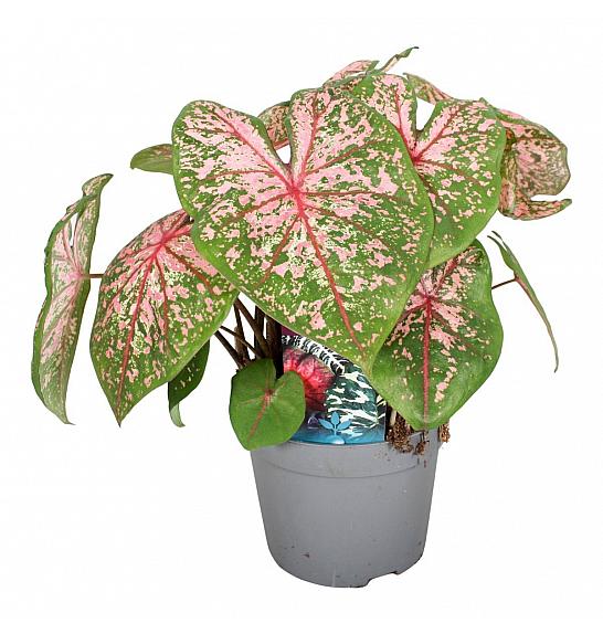 Caladium Pink Beauty; Ø13 cm