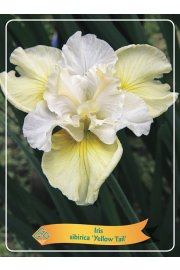 Iris sibirica Yellow Tail